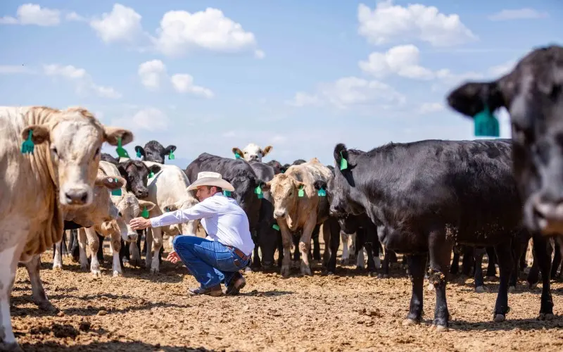 Rancher inspecting cattle in feedlot.