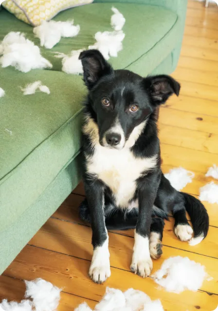 A dog has had some fun with a stuffed toy near the couch. 