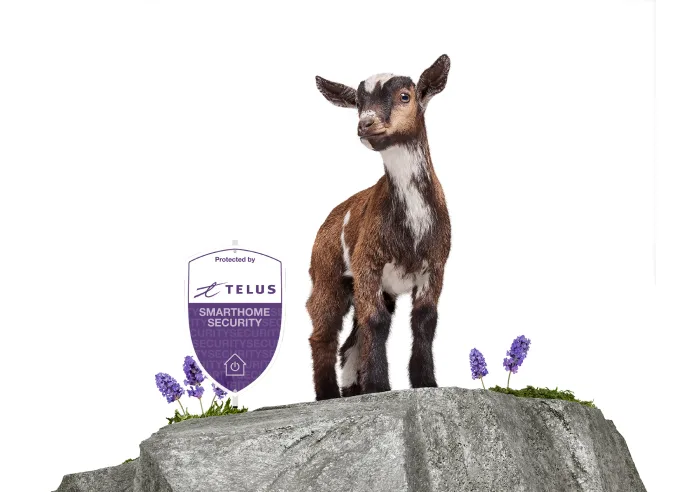 A goat is at the top of a mountain with a TELUS lawn sign.