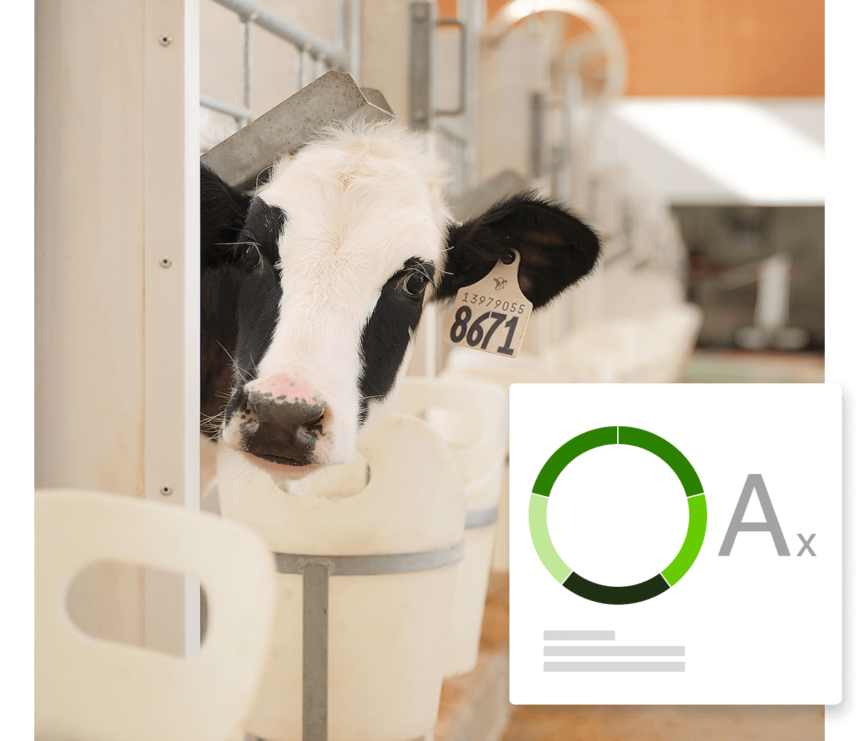 A black and white cow sticking its head out of a stall.