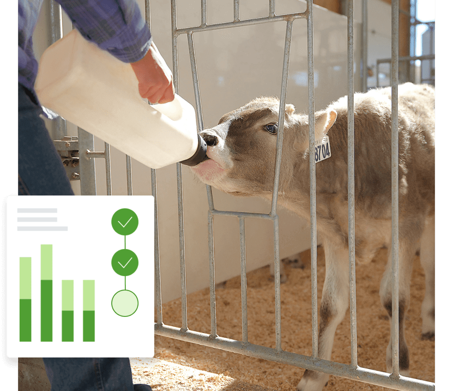 A man feeding a calf from a bottle.