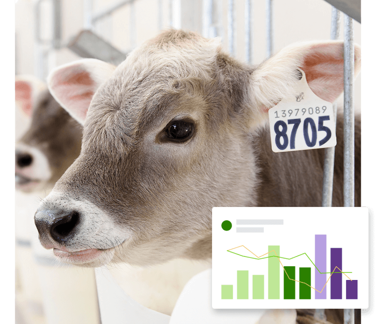 A close up of a calf in a pen.