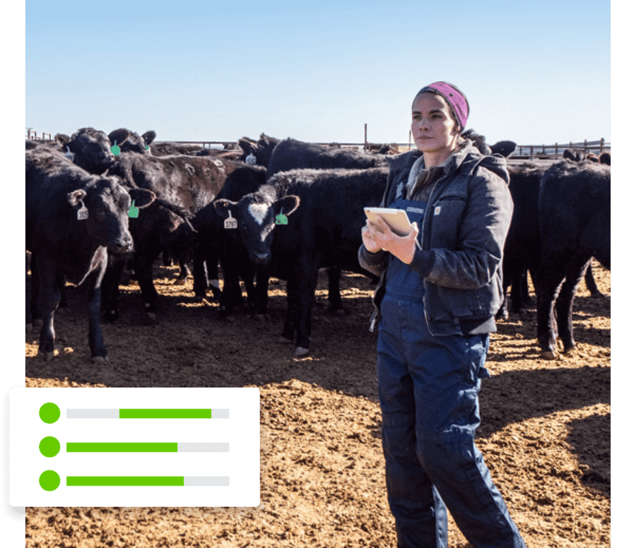 A woman holding a tablet, standing in front of a herd of cows.