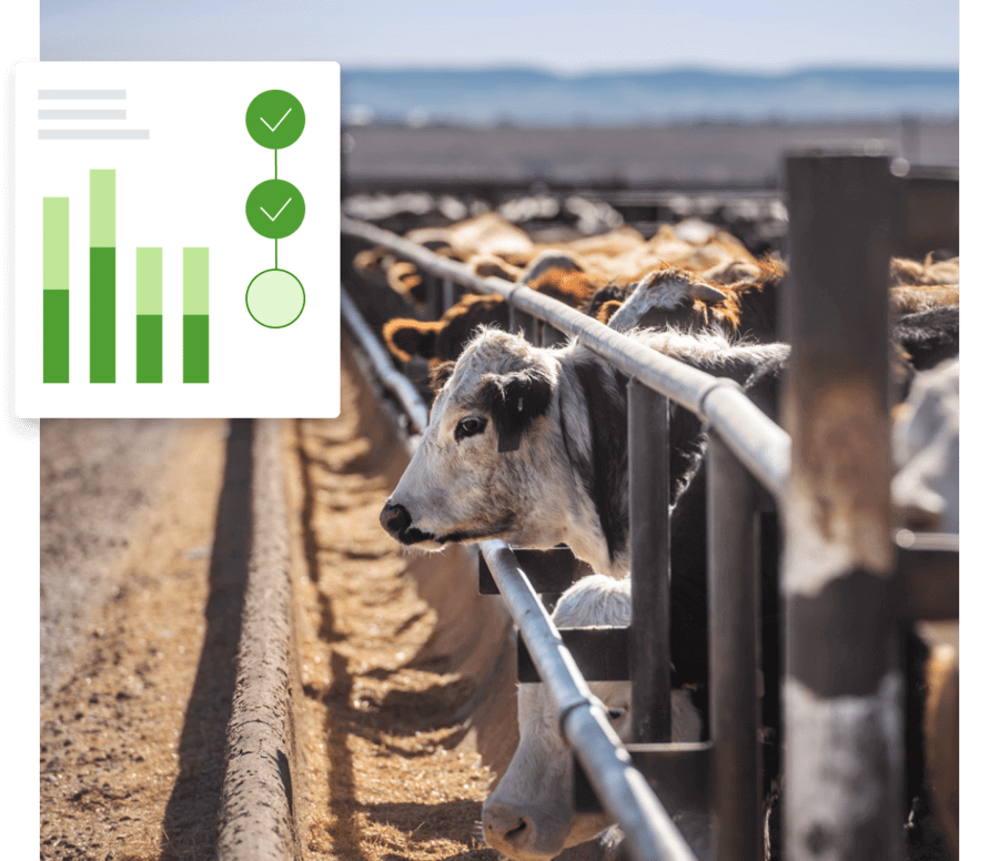 A herd of cattle feeding next to a metal fence.