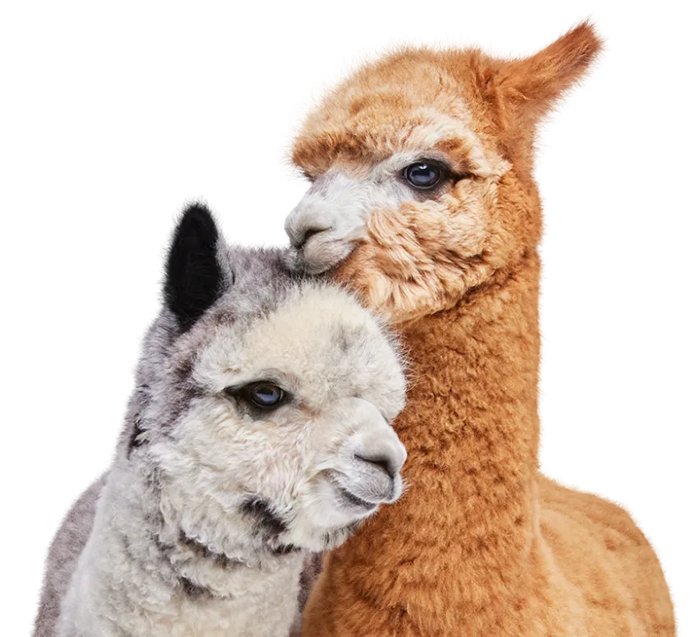 Two alpacas snuggling.