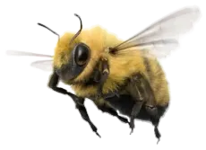 Bee flying