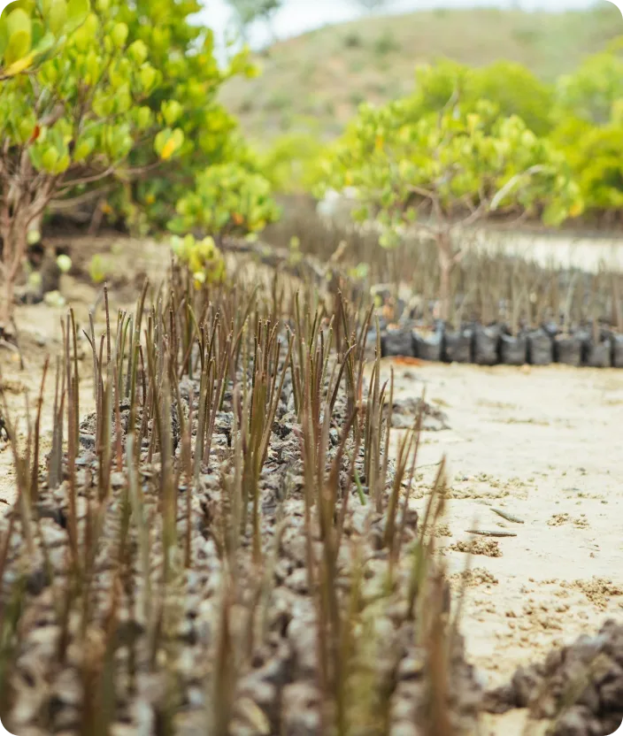 Mangrove trees, planting location, Mteza Creek, Kenya.