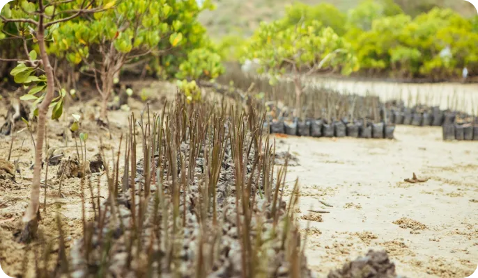 Mangrove trees, planting location, Mteza Creek, Kenya.