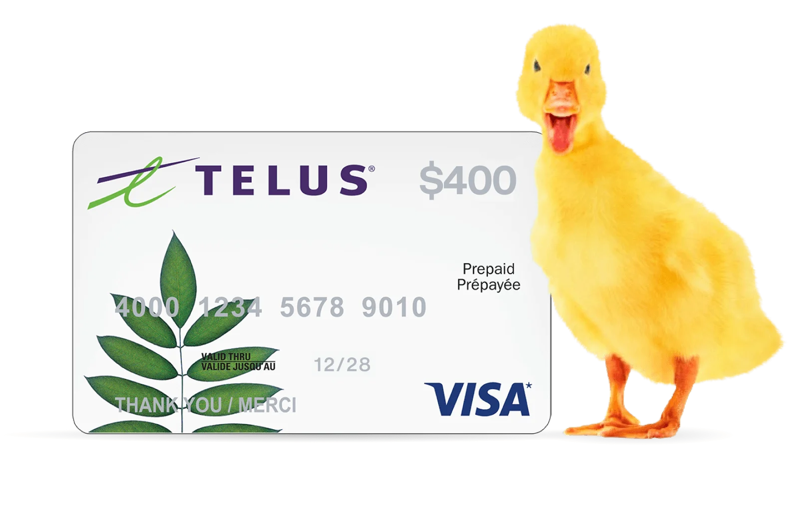 A duckling stands in front of a $400 gift card.